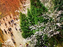 -武汉大学-樱园