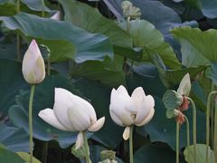 -莲花池公园