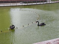 -梧桐人家中国太平国际健康颐养社区