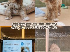 -帕帕拉兹宠物(亚洲旗舰店)