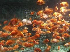 -绍兴梦享海洋公园