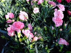 -龙大花卉苗木市场