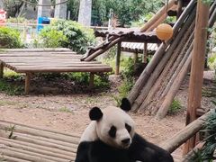 -深圳野生动物园