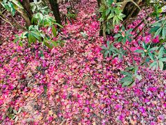 -贵州百里杜鹃风景名胜区