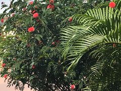 -亚龙湾国际玫瑰谷