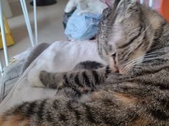 -平行世界·猫咖(首经贸店)