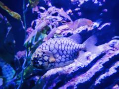 -暹罗海洋世界