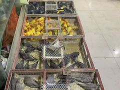 -青石桥花鸟鱼虫市场(叠翠城店)