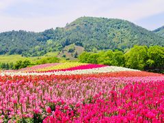 -径山花海