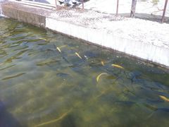 鱼池-北京水岸山吧度假村(雁栖镇店)