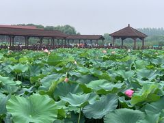 -荷塘月色湿地公园·向阳花洲