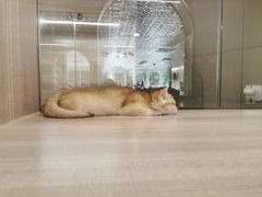 -飞行喵MR PILOT|猫舍·猫咖(静安大融城店)