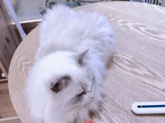 -藏猫猫咖啡主题馆(中央大道店)