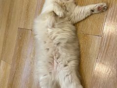 -猫咪派对(江南西店)