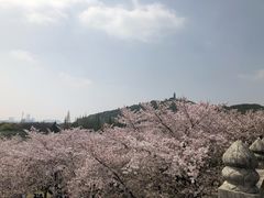 -苏州上方山国家森林公园
