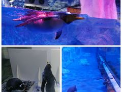 -芜湖新华联大白鲸海洋公园