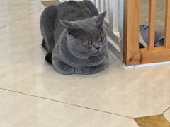 -Catmate·猫肥家润(金润铂宫店)