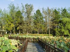 -合肥滨湖国家森林公园