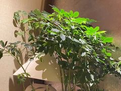 -桂满陇·手作小笼包&江南叫花鸡(中山公园店)