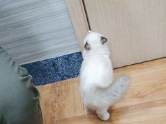 -瑞派名望志远动物医院·猫科·內科·异宠专科(直港大道店)