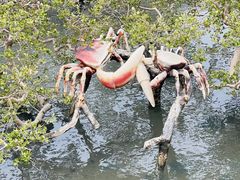-北海金海湾红树林生态旅游区