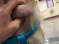 -宠爱国际动物医院· 猫科· 外科·中兽医(长白店)