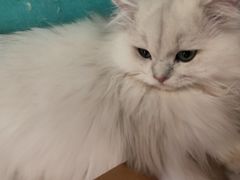 -猫在这儿猫咪咖啡馆·撸猫馆
