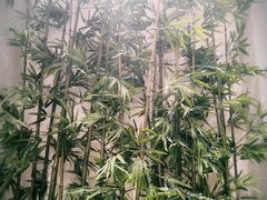 -肯德基(国展店)