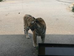 -大连森林动物园