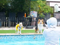 -汪说喵讲宠物乐园宠物酒店(红星美凯龙店)