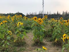 -嘉北郊野公园