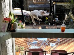 -有猫主题·治愈系猫咖(曾厝垵店)