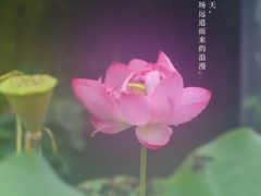 -陈家山荷花公园