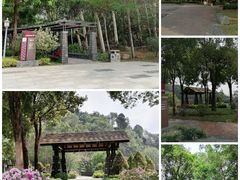 -王借岗森林公园