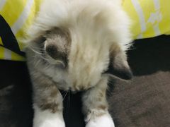 -喵zoo家庭繁育猫舍(尖东智能花园店)