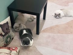 -酷豆宠物咖啡·宠物美食·撸猫馆