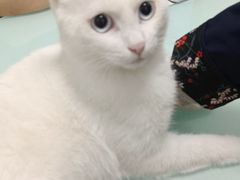 -宠福鑫康馨动物医院·骨科·眼科