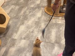 -楼上猫咖(罗湖店)