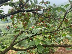 -樱桃山旅游景区