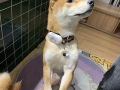 -是阿柴呀！柴犬咖啡·爱喵喵猫咖