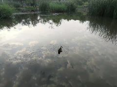 -前关湿地公园