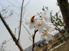 -菊园百果园