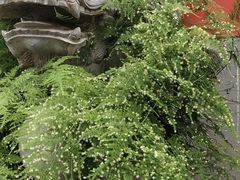 -福照楼汽锅鸡·云南菜(护国路店)