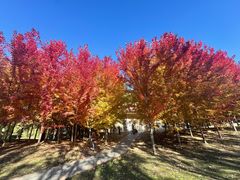 -长白岛森林公园