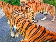 -大连森林动物园