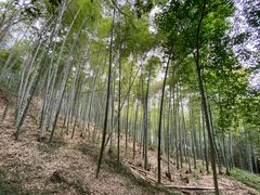 -上海佘山国家森林公园天马山园