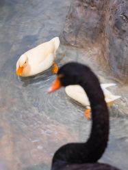 -Zoolung Zoolung动物主题公园(海信广场店)