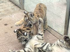 -西霞口神雕山野生动物世界