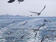 -海驴岛(荣成市)