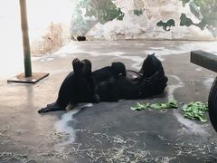 -上海野生动物园